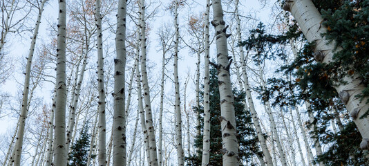 Fototapeta premium Panoramic low angle bare aspen trees against blue sky