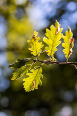 Feuilles de chêne à l’automne (Occitanie, France)
