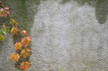 Gray and rough wall with wet streaks.
on the left side, below, a branch with autumn leaves.
for background and texture