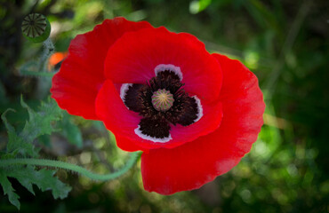 Imagen de una amapola roja.