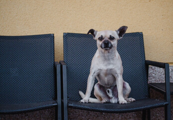 Imagen horizontal a color de perro gordo chihuahua sentado sobre una silla imitando una pose de...