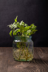 chrysanthemum cuttings with roots in a jar of water