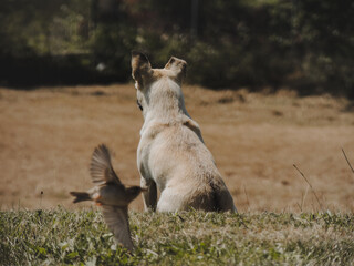 Imagen de un perro blanco de raza chihuahua contemplando el horizonte de manera vigilante mientras un pájaro sobrevuela por sus espaldas. - obrazy, fototapety, plakaty