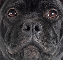 staffordshire bull terrier