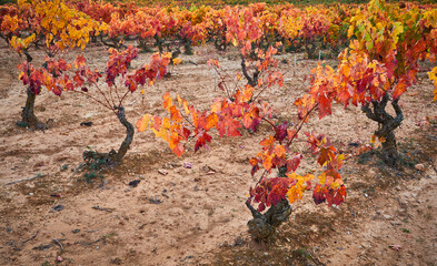 Vineyards with saturated colors in autumn