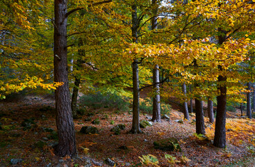 Autumn colors inside the forest