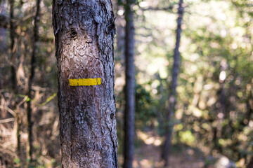 Marquage jaune sur le tronc d’un arbre indiquant le chemin de randonnée du Cirque du Bout du Monde à Saint-Etienne-de-Gourgas (Occitanie, France)