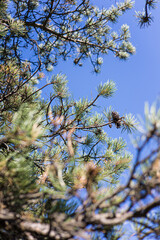 Branche de pin avec ses pommes de pin et ses épines sur fond de ciel bleu (Occitanie, France)