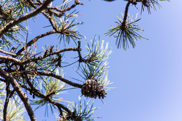 Branche de pin avec ses pommes de pin et ses épines sur fond de ciel bleu (Occitanie, France)