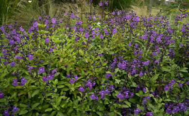 Obraz premium Floral. View of beautiful Salvia microphylla, also known as Baby sage, green leaves and purple flowers, spring blooming in the garden.