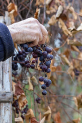Grandpa is harvesting grapes. Holds a vine in his hand.