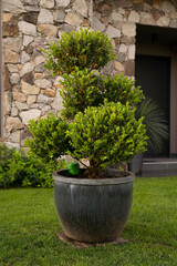 Landscaping. Closeup view of a Buxus sempervirens bush, also known as Boxwood, growing in a pot in the garden. 