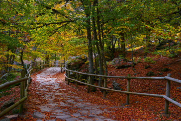Walkway between autumn colors inside the forest