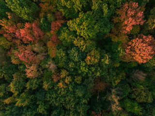 Naklejka premium autumn trees from a drone's view