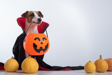 Dog in a vampire cloak and jack-o-lantern on a white background. Halloween Jack Russell Terrier in...