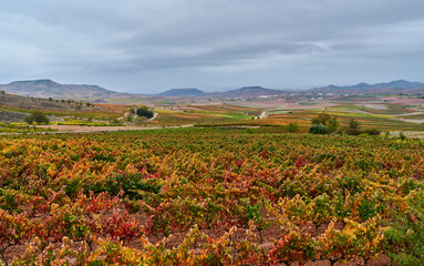 Vineyards with saturated colors in autumn