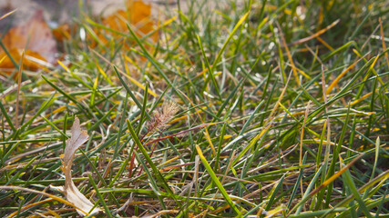 Fallen colorful wilted leaves on green grass. Season change concept. Autumn mood.