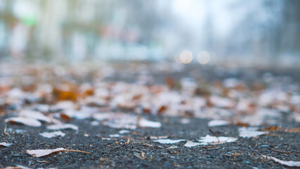 Fallen leaves lie on wet ground. Thin snow covers the ground. Change seasons concept.