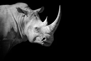 Selbstklebende Fototapeten Rhinoceros wildlife baner , animal mammal Rhino , isolated   © Vieriu