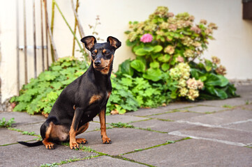 Miniature Pinscher Dog Breed , pet animal