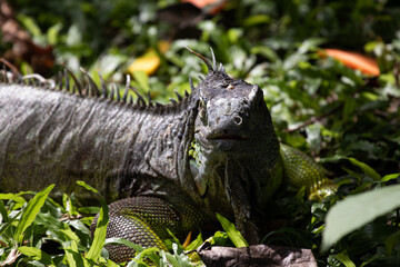 Obraz premium Close up Green Iguana 