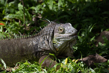 Close up Green Iguana 