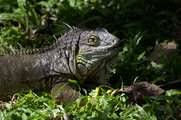 Close up Green Iguana 