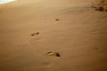 Footprints on the beach