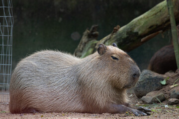 Close up Capybara
