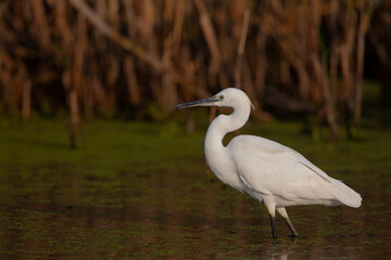 The Little White Heron is fishing. Filmed at the mouth of the Kuban River