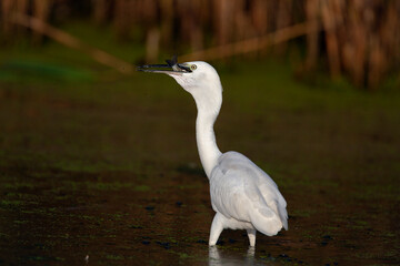 The Little White Heron is fishing. Filmed at the mouth of the Kuban River