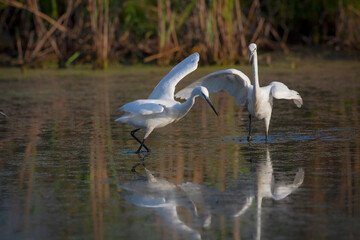 The Little White Heron is fishing. Filmed at the mouth of the Kuban River