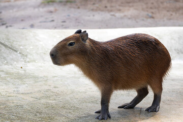 Close up Capybara