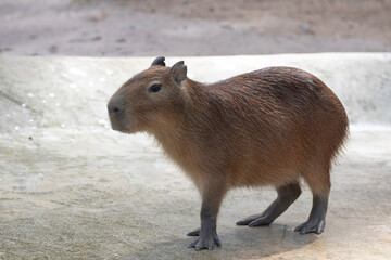 Close up Capybara