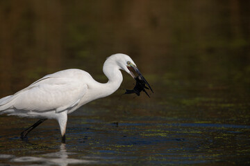 The Little White Heron is fishing. Filmed at the mouth of the Kuban River