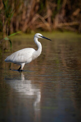 The Little White Heron is fishing. Filmed at the mouth of the Kuban River