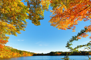 Obraz na płótnie Canvas Beautiful New England Fall Foliage with reflections at sunrise, Boston Massachusetts.