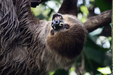 Close up Funny  Sloth hanging on the Tree