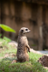Fototapeta premium Close up Curious Meerkat on the ground