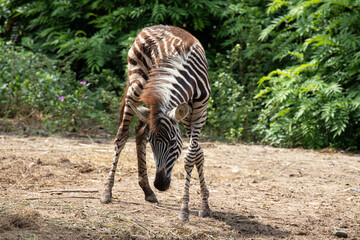 Fototapeta na wymiar Close up Young Zebra Eating Grass on the yard