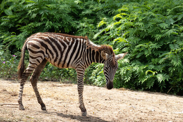 Fototapeta na wymiar Close up Young Zebra Eating Grass on the yard