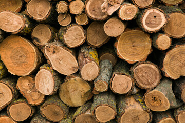 natural background of acacia firewood