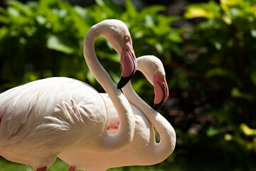 Naklejka premium Close up Beautiful Flamingo 