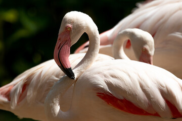 Fototapeta premium Close up Beautiful Flamingo 