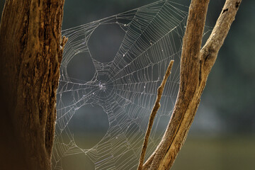 Selective of a spider web on a tree