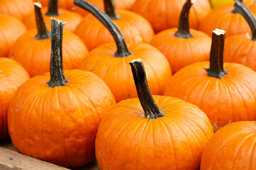 Fresh pie pumpkins at a local market