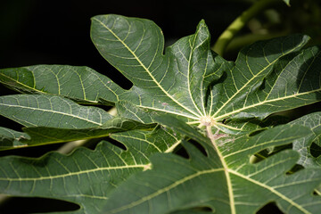 Close up Fresh green leaf, showing detail of texture and pattern 