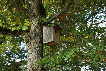 Birdbox - box as house for bird animal