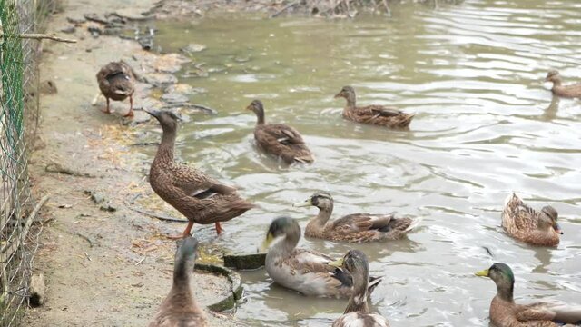 A girl feeds ducks on a farm pond