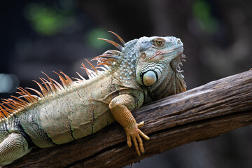 Close up Green Iguana on the Tree
